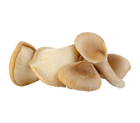 pleurotus ostreatus pleurotes